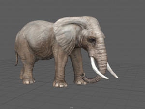 elephant Modello 3D