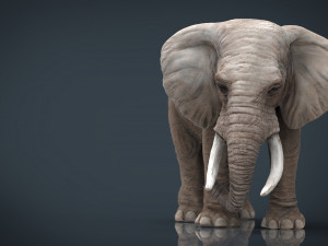 elephant Modello 3D