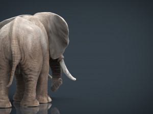 elephant Modello 3D