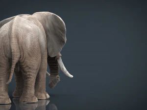 elefante Modello 3D