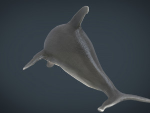 dolphin Model 3D