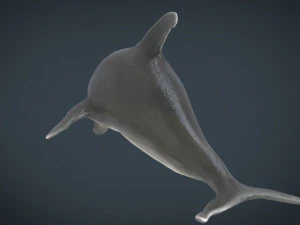 delfin Model 3D