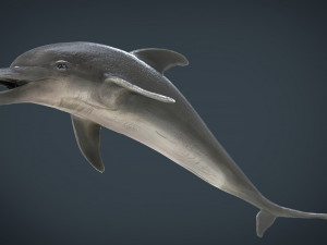 dolphin Model 3D