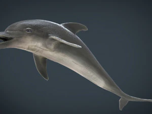 delfin Model 3D