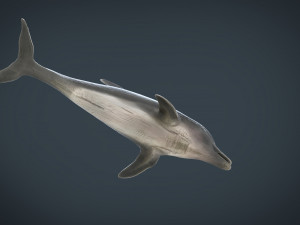 dolphin Model 3D
