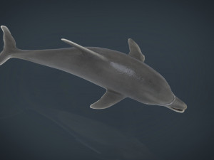 dolphin Model 3D