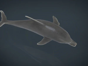 delfin Model 3D