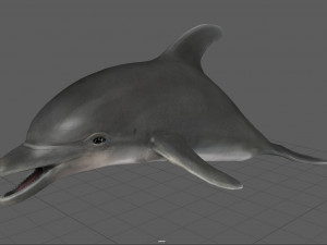 dolphin Model 3D