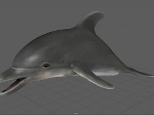 delfin Model 3D