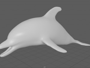 dolphin Model 3D