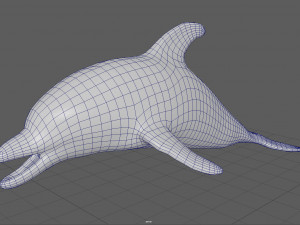 dolphin Model 3D