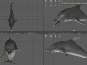 dolphin Model 3D