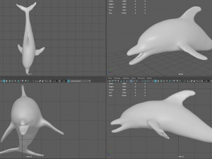 dolphin Model 3D
