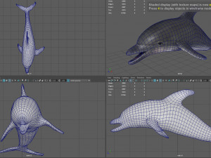 dolphin Model 3D