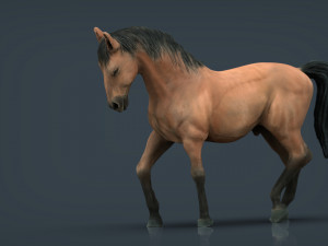 spanish horse 3D Model