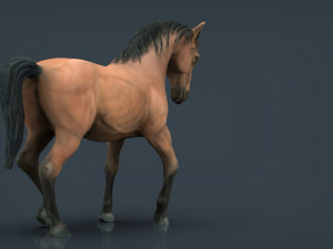 spanish horse 3D Model