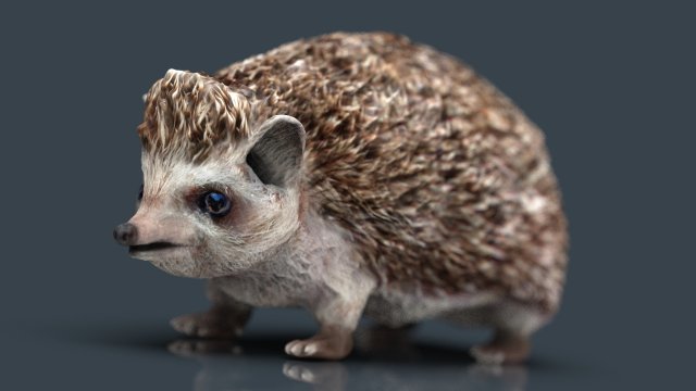 hedgehog 3D Model .c4d .max .obj .3ds .fbx .stl .blend 