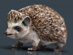 hedgehog 3D Model
