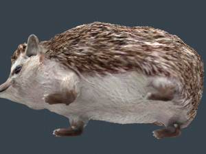 hedgehog 3D Model