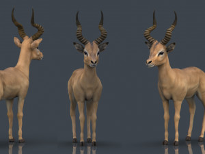impala Modèle 3D