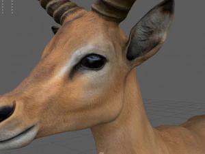 impala 3D Model