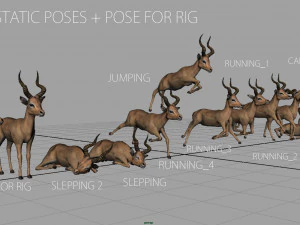 impala poses 3D Model