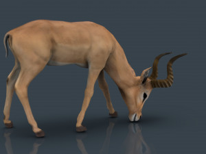 impala poses Modelo 3D
