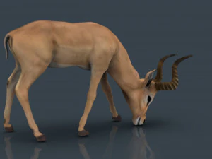 impala poses 3D Model