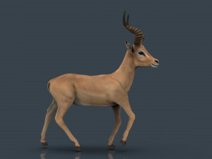 impala poses Modelo 3D