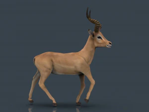 impala poses 3D Model