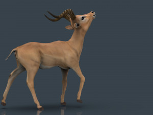 impala poses Modelo 3D