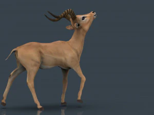 impala poses 3D Model