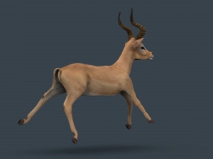 impala poses Modelo 3D