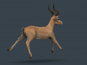 impala poses 3D Model