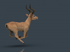 impala poses Modelo 3D