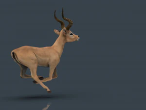 impala poses 3D Model