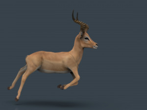 impala poses Modelo 3D