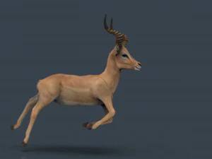 impala poses 3D Model