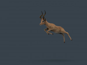 impala poses Modelo 3D