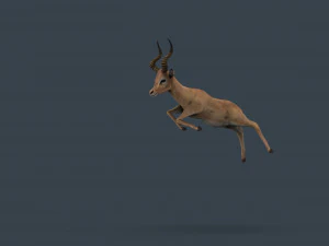 impala poses 3D Model
