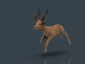 impala poses 3D Model