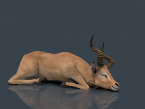 impala poses Modelo 3D