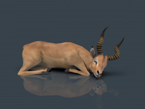 impala poses Modelo 3D