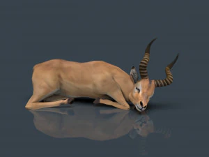 impala poses 3D Model