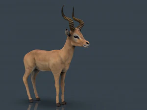 impala poses 3D Model