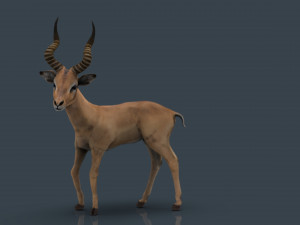 impala poses Modelo 3D