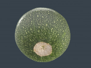 zucchini moon 3D Модель