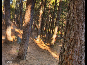 hdr forest path 1 CG Текстуры