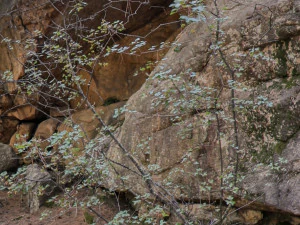 hdr forest rock 1 CG Textures