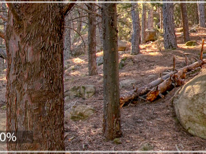 hdr forest path 2 Texturas CG